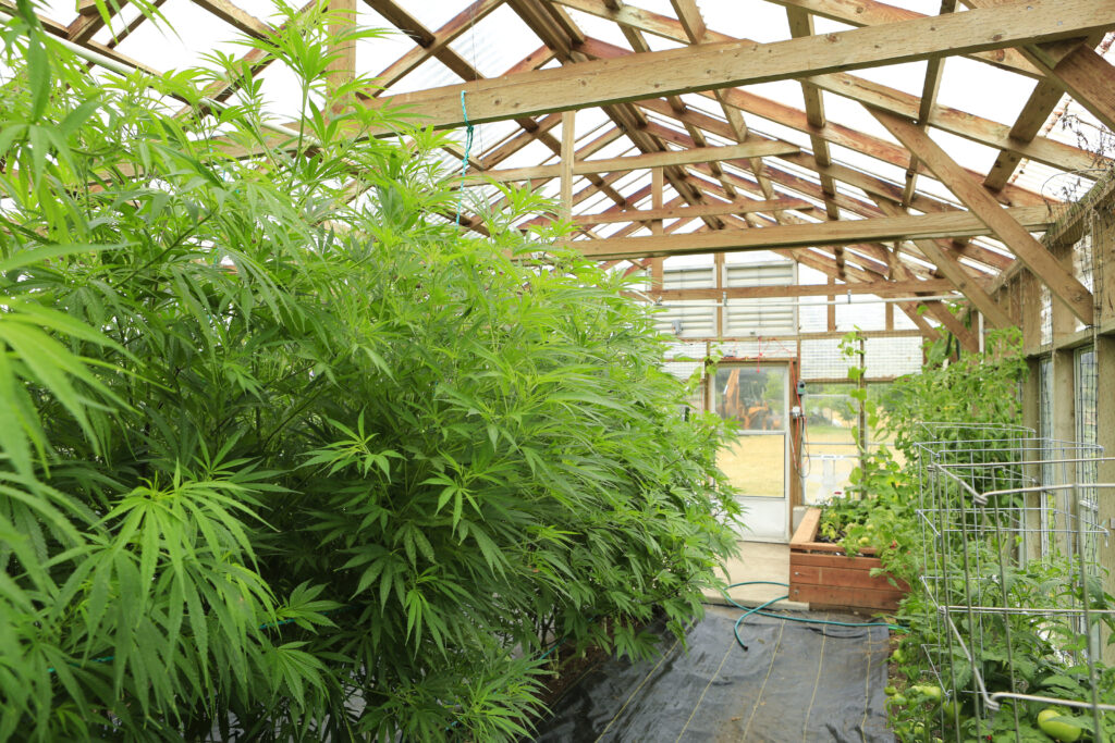 marijuana,(,cannabis),,hemp,plant,growing,inside,of,the,green