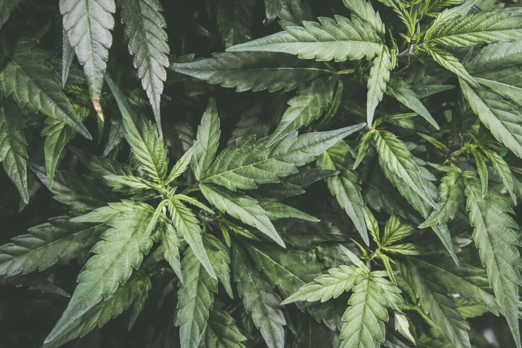 Our Menu - Phili Dispensary